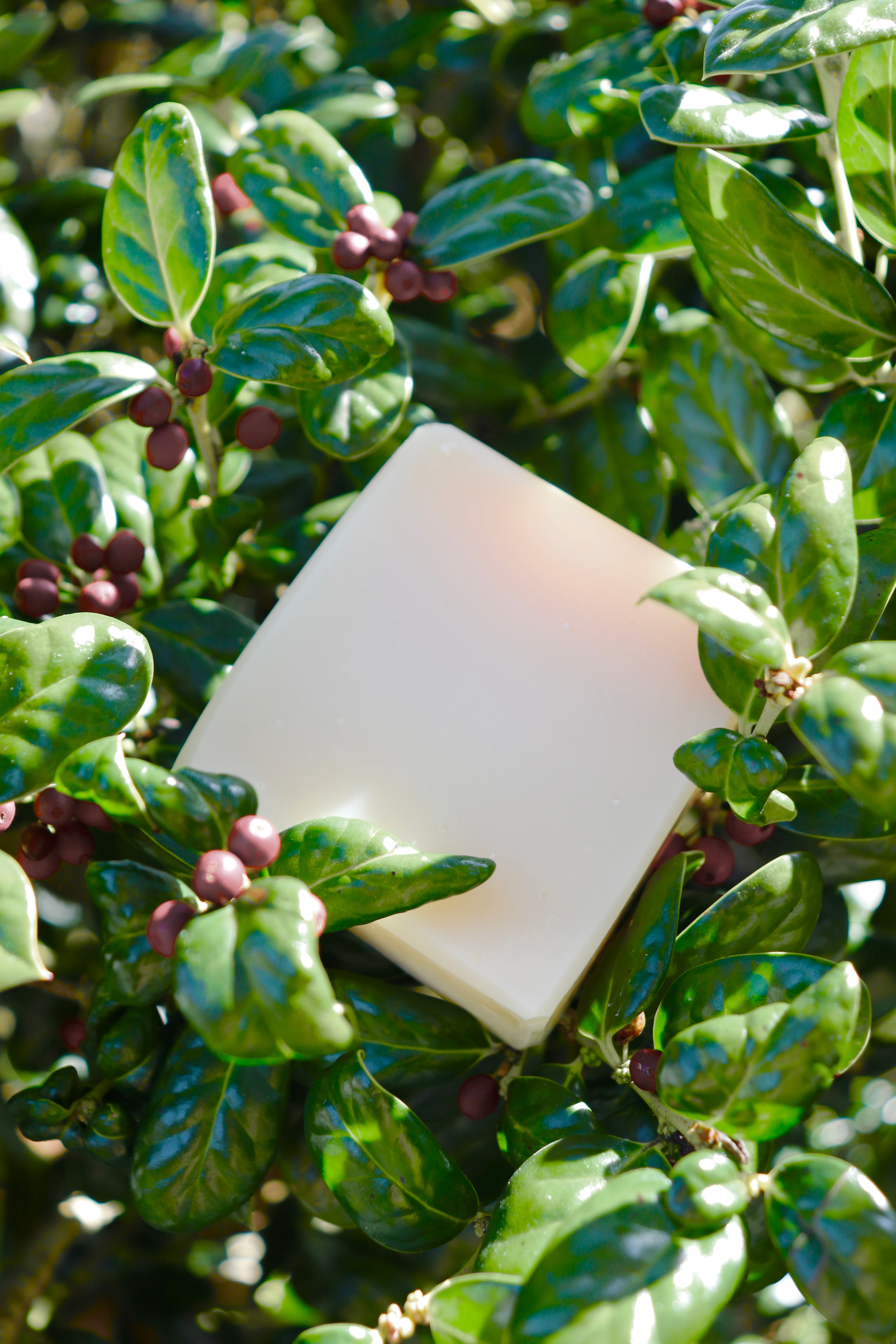 Radiant Rose PDF Recipe